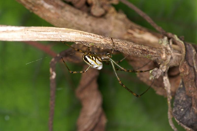 Leucage_granulata_D5296_Z_89_Milaa Milaa_Australie.jpg